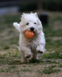 white terrier running with orange ball