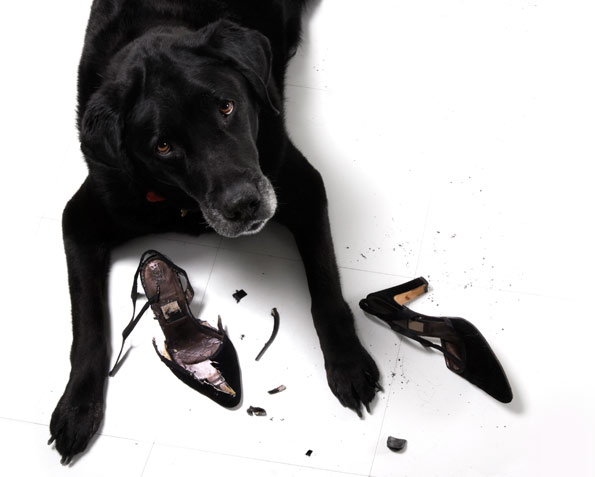 black lab chewing black high heel shoe