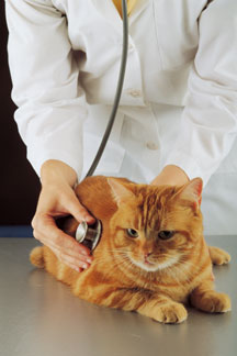 veterinarian listening to heart beat of orange cat