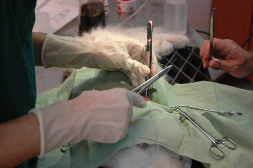 Veterinarian performing surgery