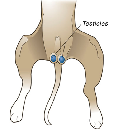 diagram of male cat organs