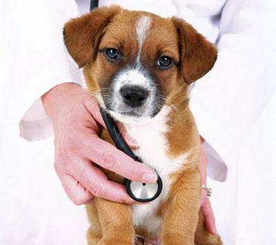 puppy getting a vet checkup