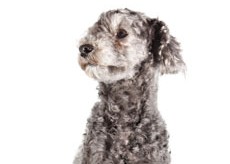 grey poodle