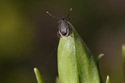 tick on leaf