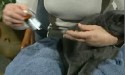 woman holding grey cat and liquid medication