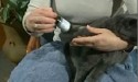 woman holding liquid medication and grey cat