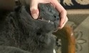 hand holding back cats mouth to check teeth