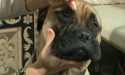 applying eyedrops to mastiff