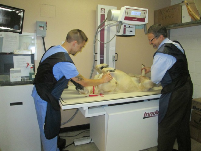 Male veterinarians holding large beige dog on exam table